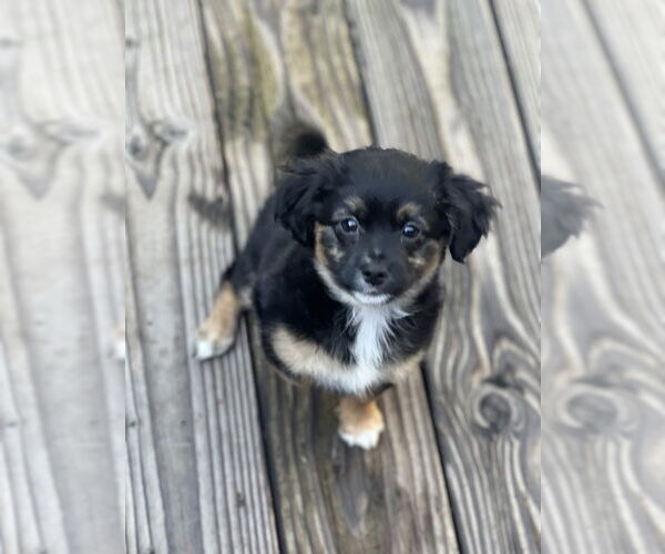 Medium Photo #1 Colonial Cocker Spaniel Puppy For Sale in Dana Point, CA, USA