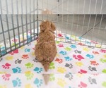 Small #5 Cavapoo (Miniature)-Poodle (Toy) Mix