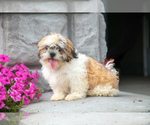 Puppy Marshall Shih Tzu