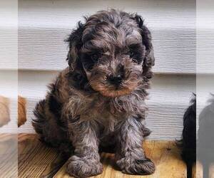Maltipoo Puppy for sale in MECHANICSVILLE, MD, USA