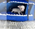 Small #15 Chihuahua