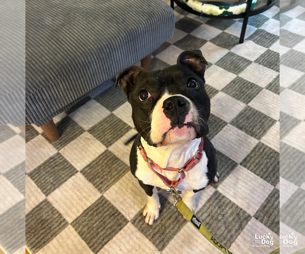 Medium Photo #7 Mutt Puppy For Sale in Washington, DC, USA