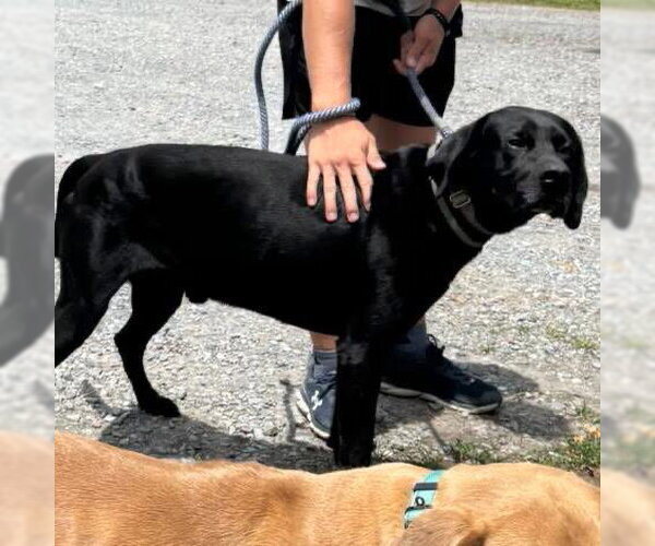 Medium Photo #2 Mutt Puppy For Sale in Rustburg, VA, USA