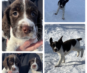 English Springer Spaniel Puppy for sale in LAKE MILLS, IA, USA