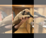 Small Photo #6 Boerboel Puppy For Sale in THREE RIVERS, MI, USA
