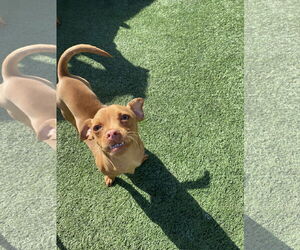 Chihuahua-Unknown Mix Dogs for adoption in La Verne, CA, USA