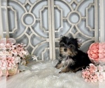 Small Photo #6 Yorkshire Terrier Puppy For Sale in MORRIS CHAPEL, TN, USA