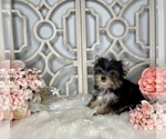 Small #5 Yorkshire Terrier