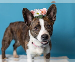 Boston Terrier-Cardigan Welsh Corgi Mix Dogs for adoption in Ames, IA, USA