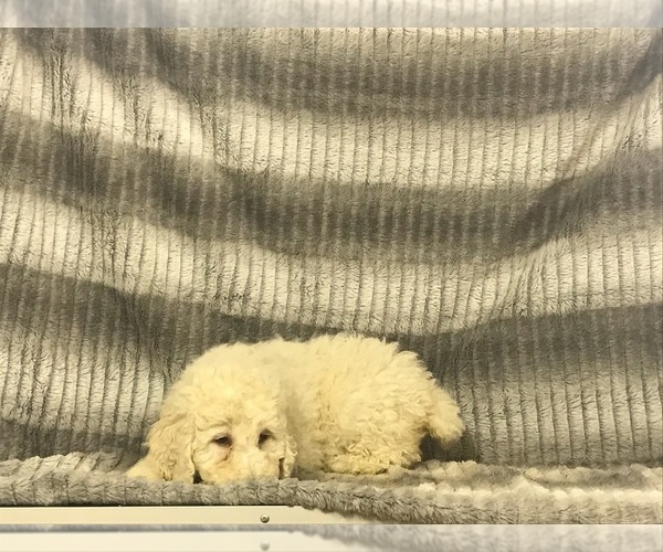 Medium Photo #21 Poodle (Standard) Puppy For Sale in CHETEK, WI, USA