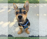 Small #10 Chihuahua Mix
