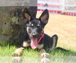 Mutt Dogs for adoption in NYC, NY, USA