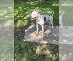 Small #6 American Pit Bull Terrier
