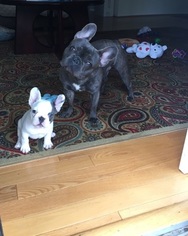 Father of the French Bulldog puppies born on 10/09/2018