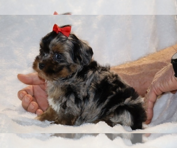 Medium Photo #14 ShihPoo Puppy For Sale in DYERSBURG, TN, USA