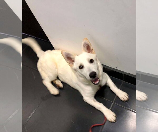 Medium Photo #3 Unknown-white german shepherd Mix Puppy For Sale in Escondido, CA, USA