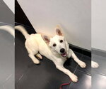 Small #2 white german shepherd Mix