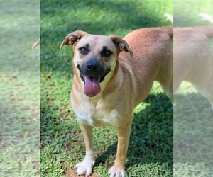 Black Mouth Cur-Unknown Mix Dogs for adoption in Lakemont, GA, USA