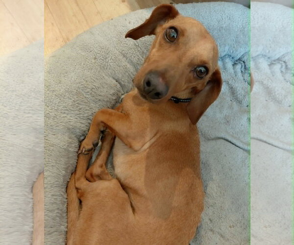 Medium Photo #6 Dachshund Puppy For Sale in Crystal, MN, USA