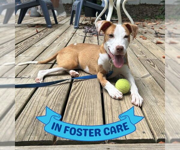 Medium Photo #2 American Pit Bull Terrier-Unknown Mix Puppy For Sale in Tallahassee, FL, USA
