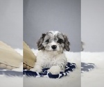 Puppy King Cavapoo