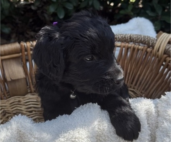 Medium Photo #1 Goldendoodle Puppy For Sale in NEWPORT, NC, USA