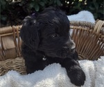 Puppy Puppy 8 Goldendoodle