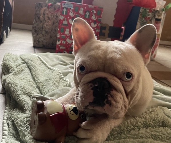 Medium Photo #1 French Bulldog Puppy For Sale in ARLETA, CA, USA