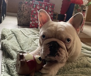 Father of the French Bulldog puppies born on 11/07/2025