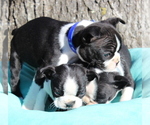 Small Photo #2 Boston Terrier Puppy For Sale in HUGHESVILLE, MD, USA