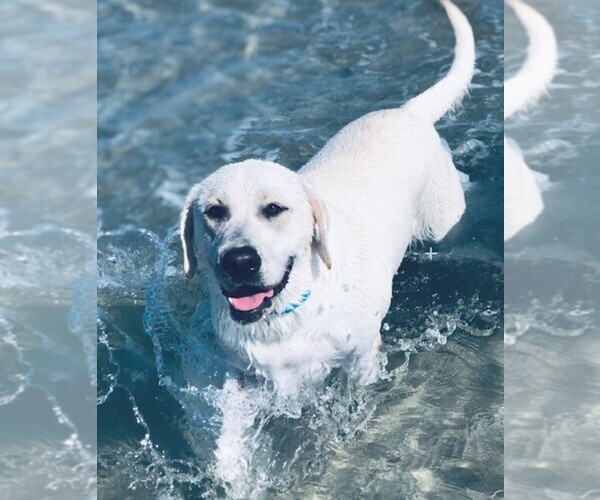 Medium Photo #1 Labrador Retriever Puppy For Sale in HAMPSTEAD, NC, USA