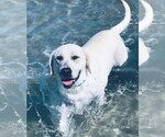 Small Photo #1 Labrador Retriever Puppy For Sale in HAMPSTEAD, NC, USA