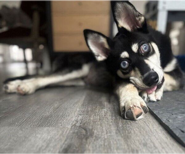Medium Photo #3 - Mix Puppy For Sale in Spring, TX, USA