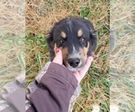 Small Photo #1 Australian Shepherd Puppy For Sale in FREEDOM, IN, USA