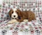 Small #5 Cavapoo (Miniature)
