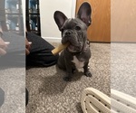 Small Photo #14 French Bulldog Puppy For Sale in FITCHBURG, WI, USA