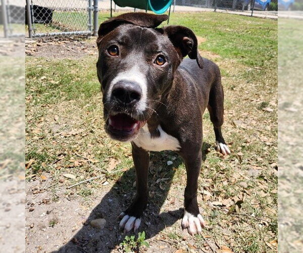 Medium Photo #7 Mutt Puppy For Sale in Rockaway, NJ, USA