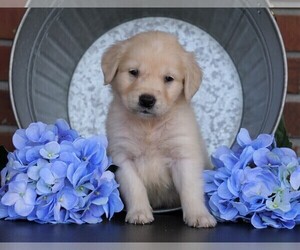 English Cream Golden Retriever Puppy for sale in FREDERICKSBG, OH, USA