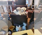Small #2 Shih Tzu