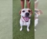 Small #1 American Pit Bull Terrier Mix