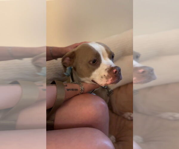 Medium Photo #4 American Staffordshire Terrier-Unknown Mix Puppy For Sale in Lake Forest, CA, USA