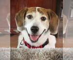 Small Beagle Mix