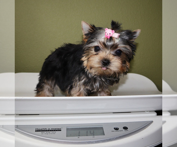 Medium Photo #5 Yorkshire Terrier Puppy For Sale in LOS ANGELES, CA, USA