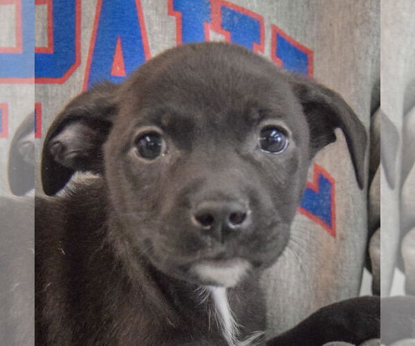 Medium Photo #5 Chiweenie Puppy For Sale in Huntley, IL, USA