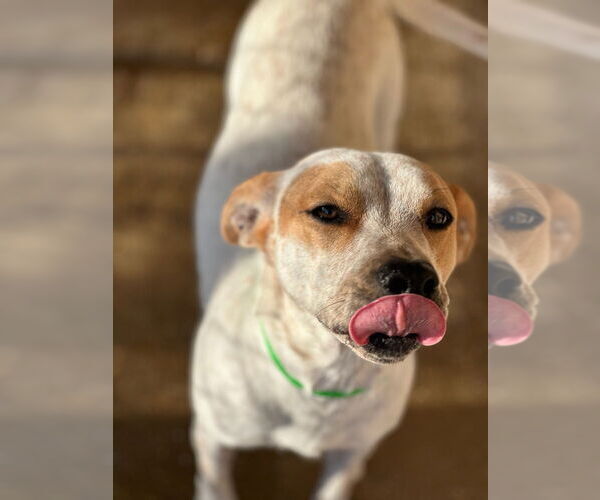 Medium Photo #2 Mutt Puppy For Sale in Oak Bluffs, MA, USA