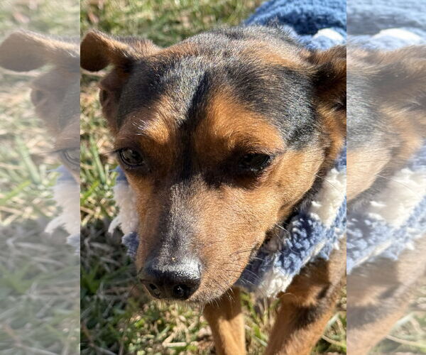 Medium Photo #6 Chiweenie Puppy For Sale in Mooresville, NC, USA