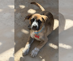 Boxer-Unknown Mix Dogs for adoption in San Diego, CA, USA