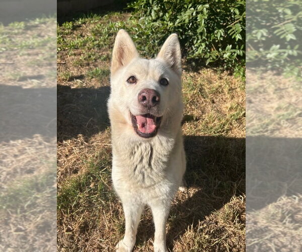 Medium Photo #1 Siberian Husky-Unknown Mix Puppy For Sale in Dana Point, CA, USA