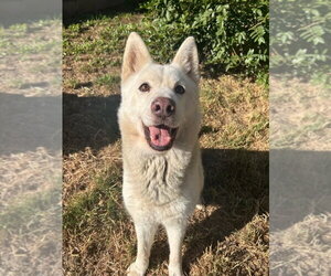 Siberian Husky-Unknown Mix Dogs for adoption in Dana Point, CA, USA