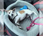 Small #3 Chihuahua Mix